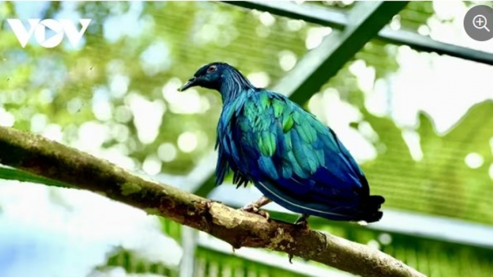 Con Dao National Park receives five rare Nicobar pigeons